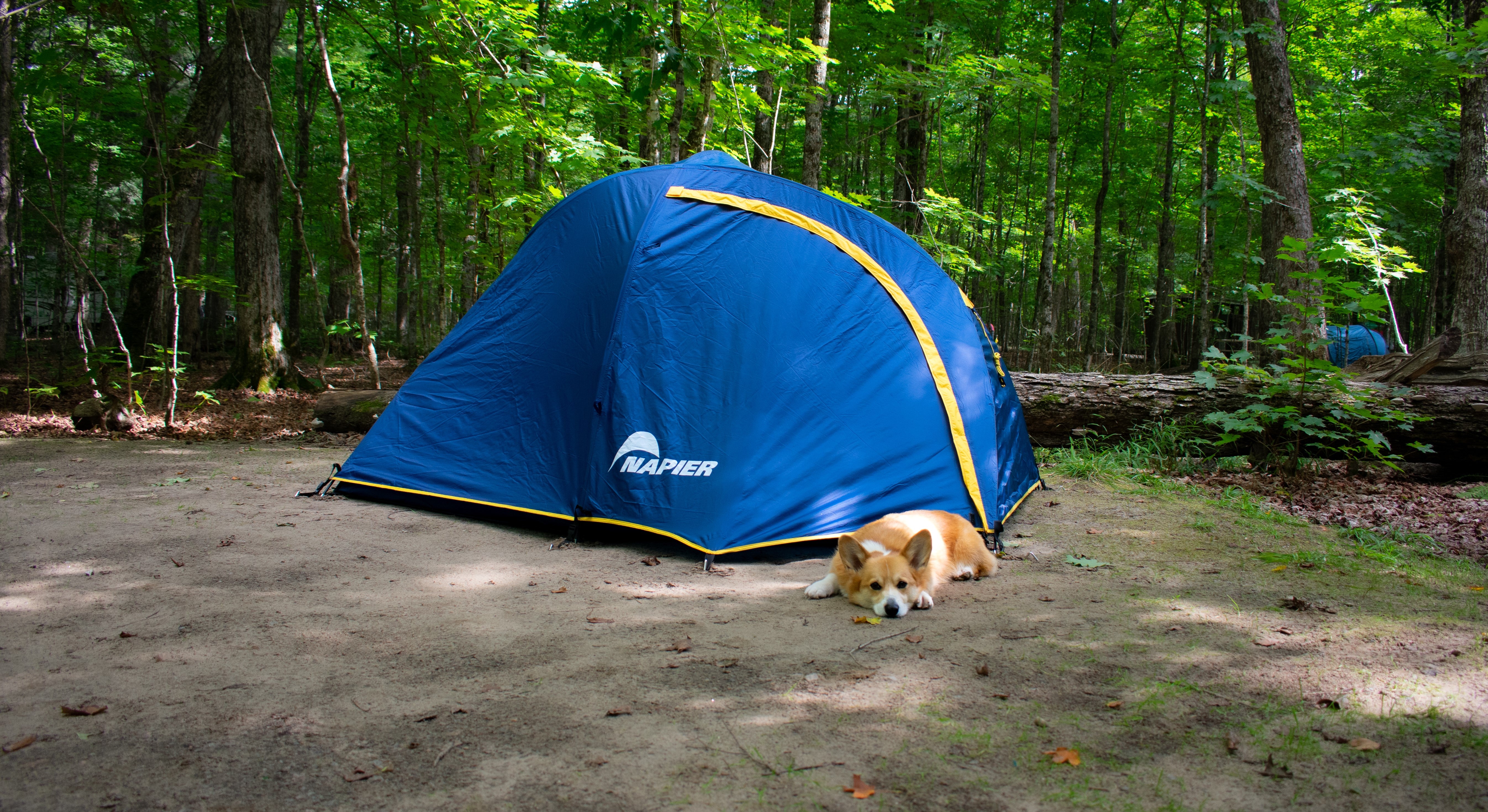 Dog sitting outside of a blue napier ground tent at a camp site